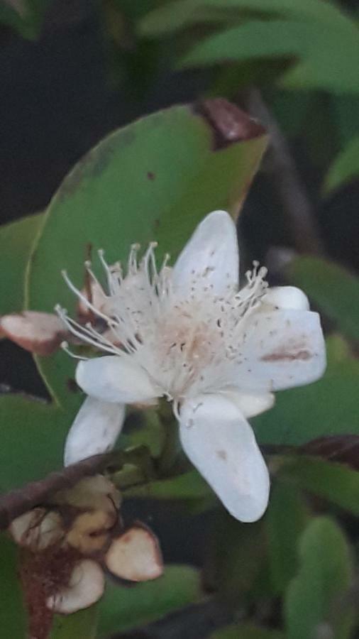 Posada El Acuario Bahia Solano Zewnętrze zdjęcie